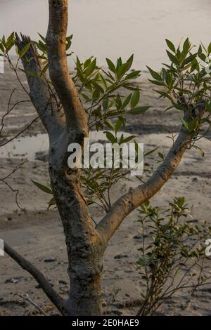 Le parc national Sundarbans est une grande forêt côtière de mangroves, partagée par l'Inde et le Bangladesh Banque D'Images