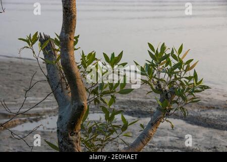 Le parc national Sundarbans est une grande forêt côtière de mangroves, partagée par l'Inde et le Bangladesh Banque D'Images