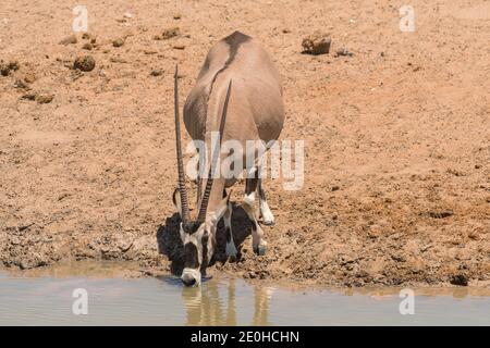 L'antilope d'Oryx se rafraîchit dans le trou d'eau du nord de la Namibie Banque D'Images