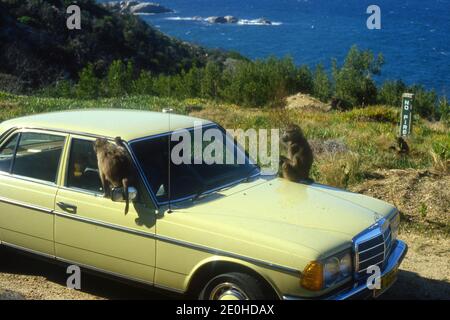 Deux babouins étant une nuisance sur une voiture Mercedes, Cape Peninsular, Afrique du Sud 1981 Banque D'Images