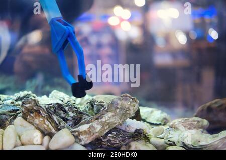 Pinces pour la capture d'huîtres dans l'aquarium d'un poisson restaurant avec fruits de mer Banque D'Images