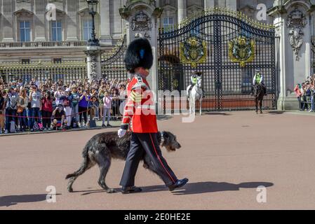 Les gardes de la reine, Mascottchen Wolfshound irlandais, la relève de la garde, Buckingham Palace, Londres, Angleterre, Grossbritannien Banque D'Images