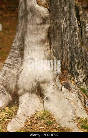 Inosculation : deux arbres différents se sont unis à la base de leur tronc. Arbres et joints. Mari et femme arbres. Banque D'Images