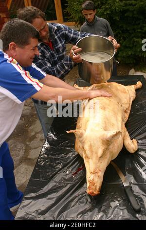 Boucherie d'un cochon dans la campagne roumaine. Porc lavé à l'eau chaude, après avoir été piqué et raclé. Banque D'Images