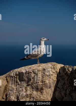 Jeune goéland à harengs européen Larus argentatus dans le parc naturel De Penyal dIfac Calp Alicante Communauté Valencienne Espagne Banque D'Images