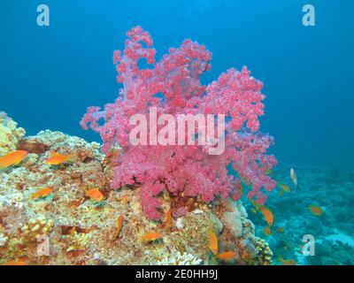 Weichkoralle, Korallenriff, Rotes Meer, Aegypten