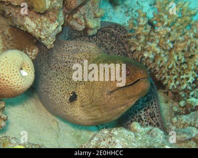 Riesenmuraene (Gymnothorax javanicus), Korallenriff, Petite île Gobal, le chaland, Rotes Meer, Aegypten Banque D'Images