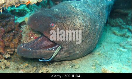 Riesenmuraene (Gymnothorax javanicus), Korallenriff, Petite île Gobal, le chaland, Rotes Meer, Aegypten Banque D'Images