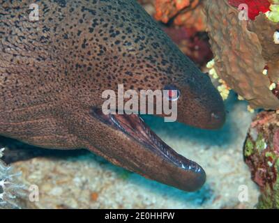 Riesenmuraene (Gymnothorax javanicus), Korallenriff, Petite île Gobal, le chaland, Rotes Meer, Aegypten Banque D'Images