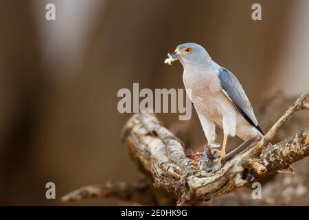 Shikra (Accipiter badius) avec petit oiseau tuer Banque D'Images