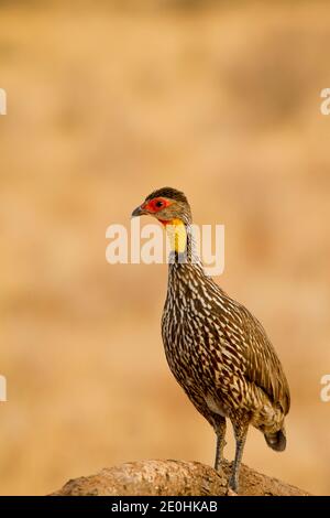 Francolin à bec rouge à col jaune (Pternistis leucoscepus) Banque D'Images