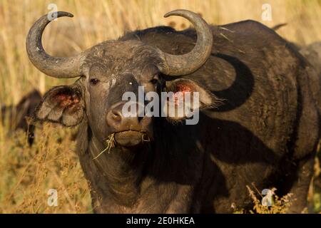 L'Afrique ou Buffle (Syncerus caffer) Banque D'Images