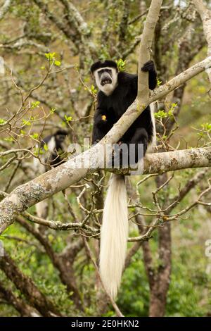 Guereza Colobus (Guereza Colobus) assis dans un arbre avec une longue queue blanche Banque D'Images