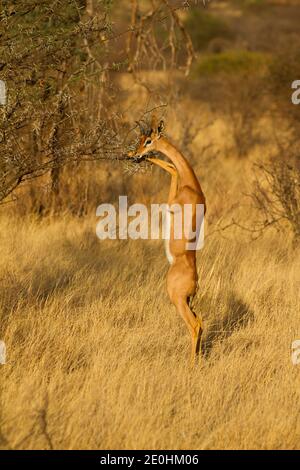 Gerenuk (Litocranius walleri), debout pour naviguer sur la végétation plus élevée Banque D'Images