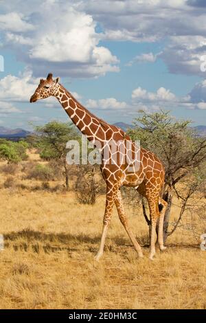 Giraffe réticulée (Giraffa camelopardalis reticulata) Banque D'Images