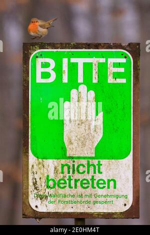 Dülmen, NRW, Allemagne. 1er janvier 2021. Un petit voleur ne semble pas trop impressionné par le panneau 'ne pas entrer' dans la forêt locale. Un départ calme et tranquille à 2021 dans la campagne de Münsterland. Credit: Imagetraceur/Alamy Live News Banque D'Images