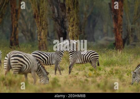 Zebra (Equus quagga), sous-espèces de boehmi, fighing Banque D'Images