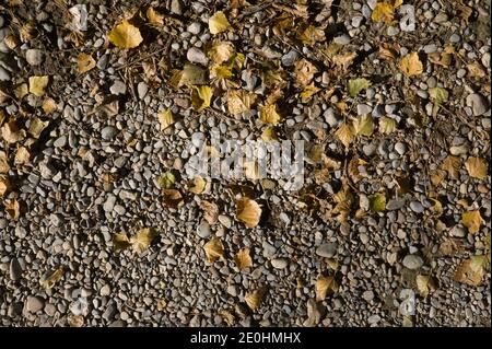 Un chemin de grandes pierres avec des feuilles d'automne tombées. Arrière-plan naturel pour l'insertion de texte Banque D'Images