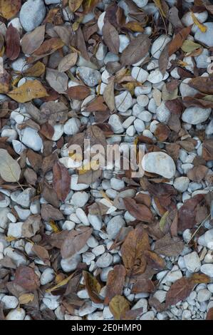 Un chemin de grandes pierres avec des feuilles d'automne tombées. Fond naturel pour insérer du texte en espagne Banque D'Images