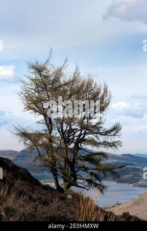 Arbre à vent sur une colline surplombant un lac avec des collines en arrière-plan Banque D'Images