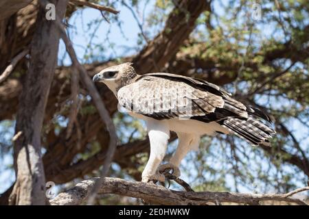 Aigle martial (Polemaetus bellicosus) juvénile perché dans un arbre, parc transfrontalier Kgalagadi, Kalahari, Cap Nord, Afrique du Sud Banque D'Images