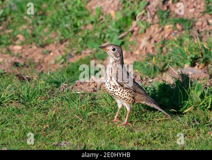 SONG Grush (Turdus philomelos), Abruzzes Banque D'Images