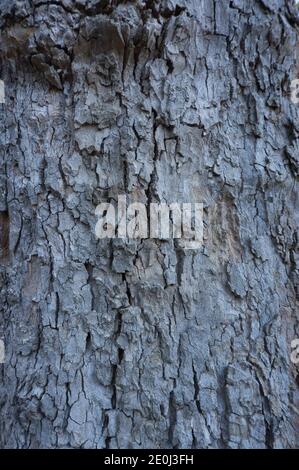texture de la surface de l'écorce des arbres dans le parc national de espagne Banque D'Images