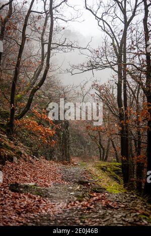 paysage en bois dans la brume Banque D'Images
