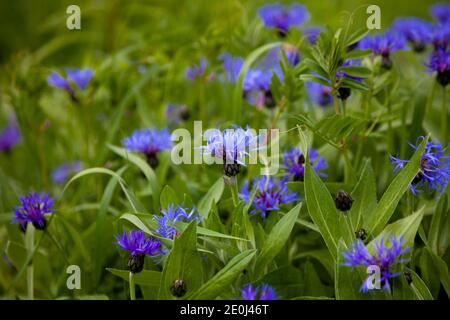 Fleurs bleues fleurs de maïs dans le jardin. Fleur de maïs dans le lit à fleurs. Fleurs sauvages d'été. Champ de floraison belles fleurs sauvages. Banque D'Images