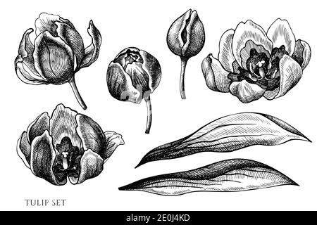 Ensemble vectoriel de tulipe noire et blanche dessinée à la main Illustration de Vecteur