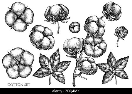 Ensemble vectoriel de coton noir et blanc dessiné à la main Illustration de Vecteur