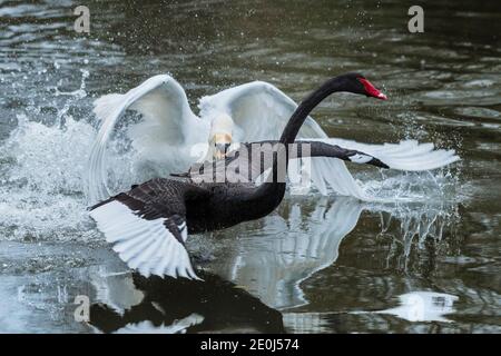 Un Cygne muet - Cygnus olor - attaquer un Cygnus atratus - sur un lac à Newquay en Cornouailles. Banque D'Images