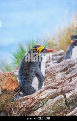 Pingouin macaroni (Eudyptes chrysolophus) et pingouins de la rockhopper (Eudyptes chrysocome chrysocome) sur un îlot rocheux, East Falkland, îles Falkland, S Banque D'Images