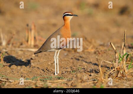 Une belle coureuse indienne adulte (Cursorius coromandelicus) dans un champ à Gujarat, en Inde Banque D'Images