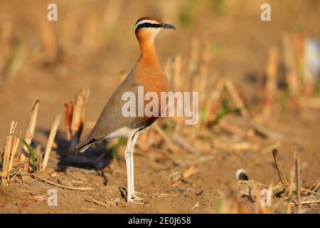 Une belle coureuse indienne adulte (Cursorius coromandelicus) dans un champ à Gujarat, en Inde Banque D'Images