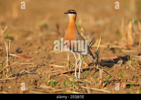 Une belle coureuse indienne adulte (Cursorius coromandelicus) dans un champ à Gujarat, en Inde Banque D'Images