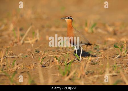 Une belle coureuse indienne adulte (Cursorius coromandelicus) dans un champ à Gujarat, en Inde Banque D'Images