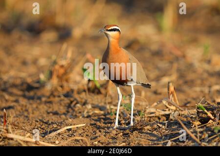 Une belle coureuse indienne adulte (Cursorius coromandelicus) dans un champ à Gujarat, en Inde Banque D'Images