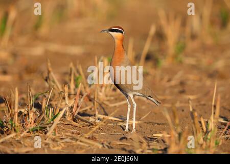 Une belle coureuse indienne adulte (Cursorius coromandelicus) dans un champ à Gujarat, en Inde Banque D'Images