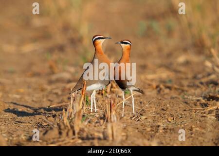 Une belle coureuse indienne adulte (Cursorius coromandelicus) dans un champ à Gujarat, en Inde Banque D'Images