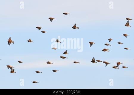 Troupeau de filets maillants communs (Linaria cannabina) oiseaux en vol Banque D'Images