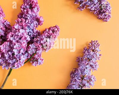 Vue de dessus des fleurs de lilas sur un fond texturé orange vif. Platte florale, espace libre pour le texte et le produit, maquette. Banque D'Images