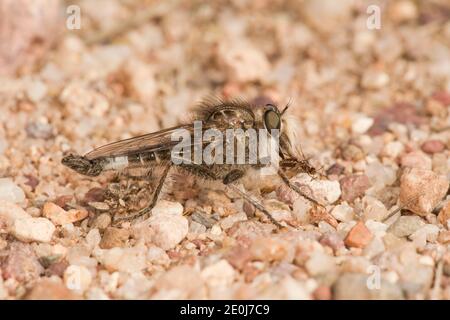 ROBER Fly mâle, Efferia subarida, Asilidae. Alimentation sur une fourmi ailée. Banque D'Images