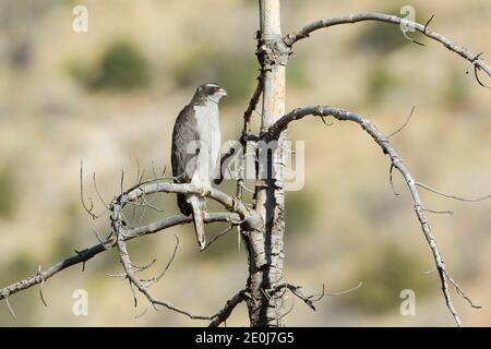 Femelle de Goshawk du Nord, Accipiter gentilis, perchée dans un arbre mort. Banque D'Images