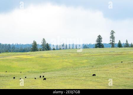 Vaches paissant dans un pré dans le nord-est de l'Oregon. Banque D'Images