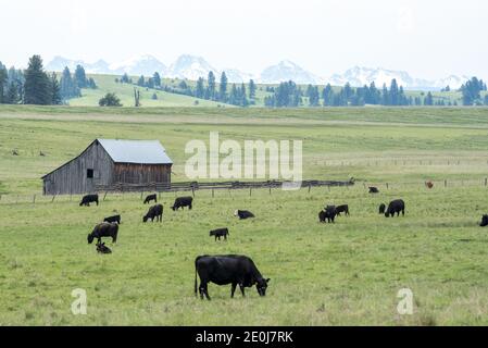 Vaches paissant dans un pré dans le nord-est de l'Oregon. Banque D'Images