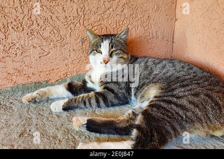 Chat tricolore dormant dans la rue Banque D'Images