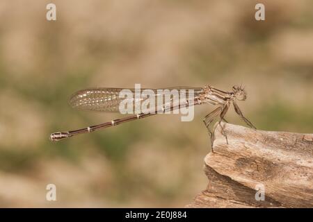 Dancer dusky Damselfly femelle, Argia translata, Coenagrionidae. Banque D'Images