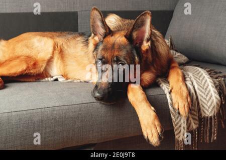 Jeune berger allemand de race pure, allongé sur un canapé dans la chambre à coucher. Portrait d'un animal de compagnie. Banque D'Images