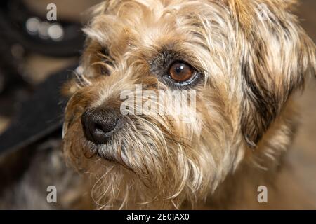 Un adorable chien terrier brun et noir qui a l'air triste et contrarié Banque D'Images